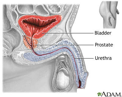 Normal anatomy Normal anatomy