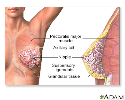 Female Breast Female Breast