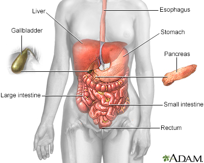 Digestive system Digestive system