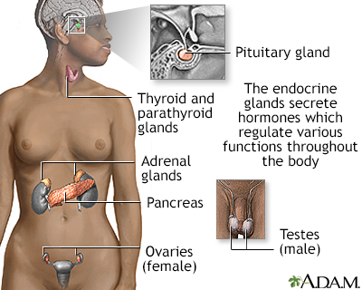 Endocrine glands Endocrine glands