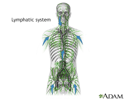 Lymphatic system Lymphatic system