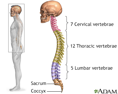 Skeletal spine Skeletal spine