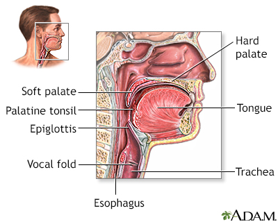 Throat anatomy Throat anatomy