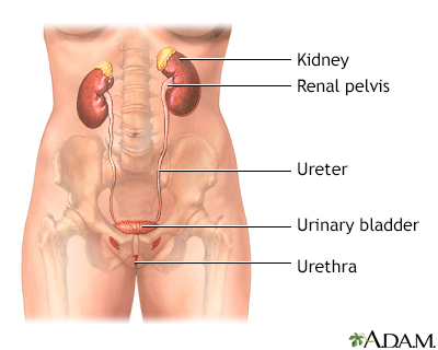 Female urinary tract Female urinary tract