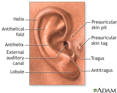Medical findings based on ear anatomy Medical findings based on ear anatomy