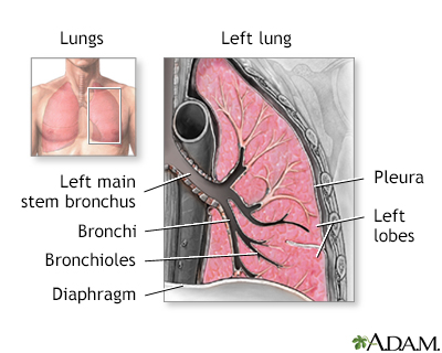 Lung anatomy Lung anatomy