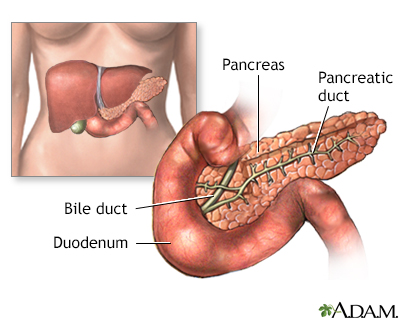 Pancreas Pancreas