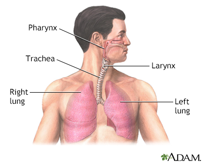 Normal lung anatomy Normal lung anatomy