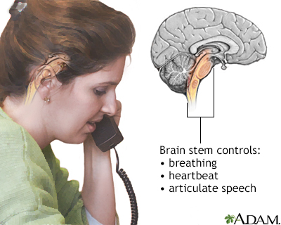 Brainstem function Brainstem function