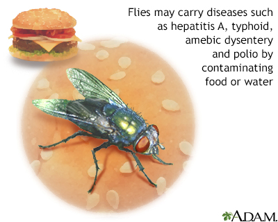 Hepatitis A Hepatitis A