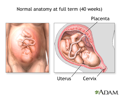 Normal Anatomy 1 Normal Anatomy 1