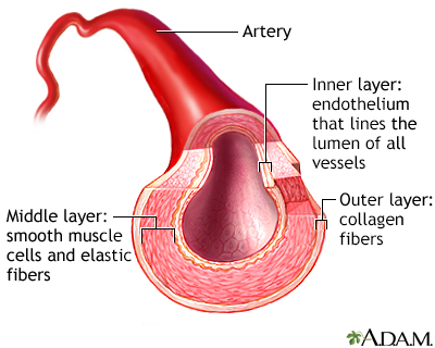 Artery cut section Artery cut section