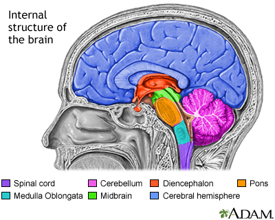 Brain structures Brain structures