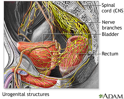Nerve supply to the pelvis Nerve supply to the pelvis