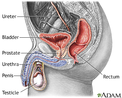 Male urinary system Male urinary system
