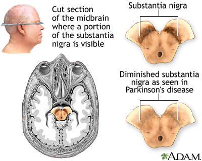 Substantia nigra Substantia nigra