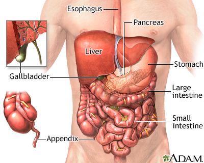 Abdominal organs Abdominal organs