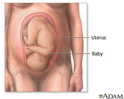 Cervix Cervix
