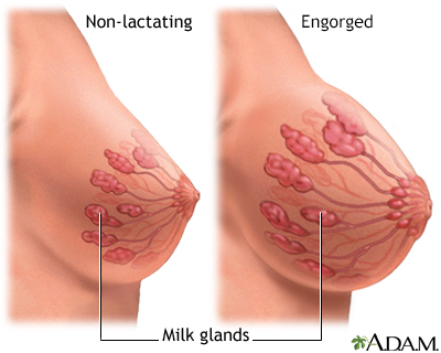 Breast Milk Glands Breast Milk Glands
