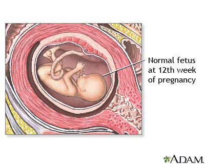 12 Week Old Fetus 12 Week Old Fetus