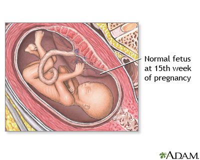 15 Week Old Fetus 15 Week Old Fetus