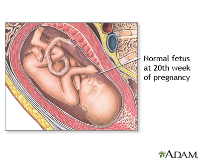 20 Week Old Fetus 20 Week Old Fetus