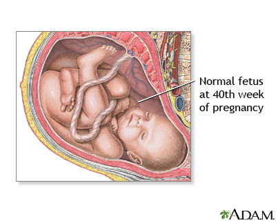 40 Week Old Fetus 40 Week Old Fetus
