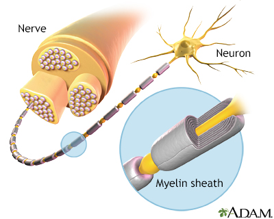 Myelin and nerve structure Myelin and nerve structure