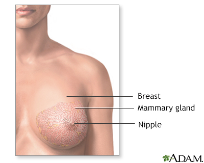 Normal female breast anatomy Normal female breast anatomy