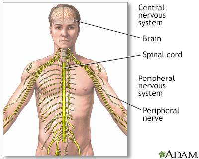 Central nervous system and peripheral nervous system Central nervous system and peripheral nervous system