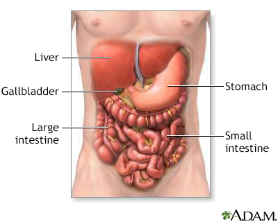 Digestive system organs Digestive system organs