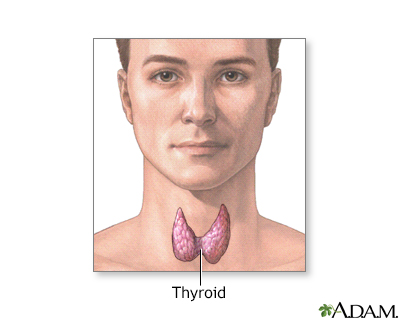 Thyroid gland Thyroid gland
