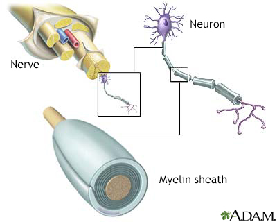 Myelin and nerve structure Myelin and nerve structure