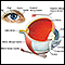 Eye Eye